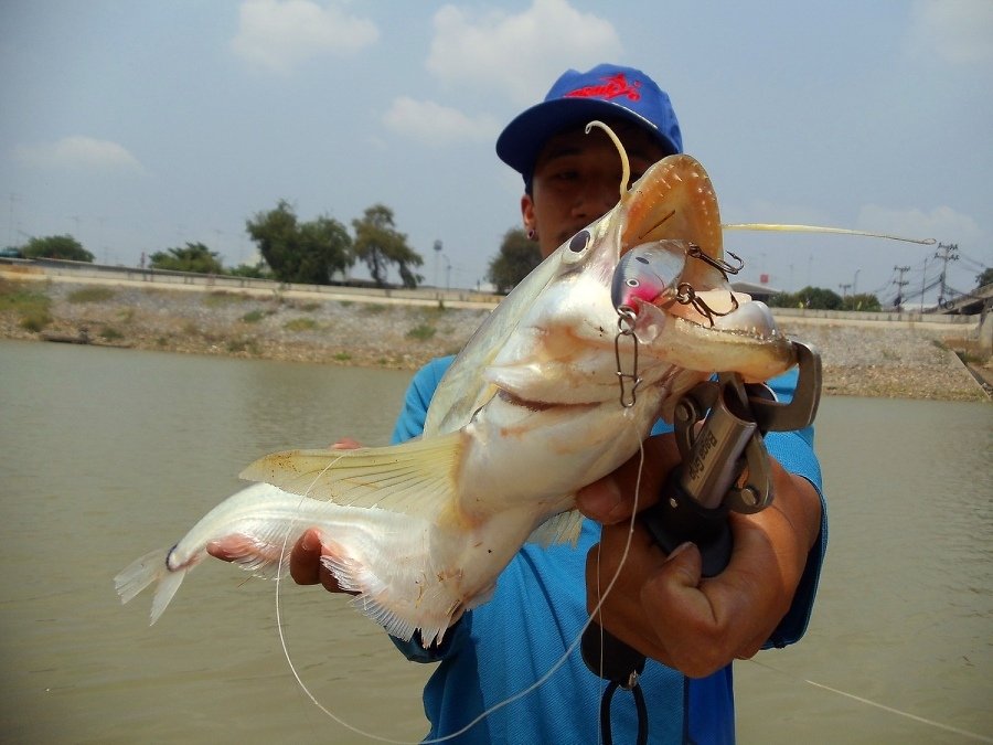  [b]** จัดให้คนหล่ออีกครับ.....Rapala flat rap 8 cm.  [/b]  :love: :love: :love: :cheer: :cheer: :ch