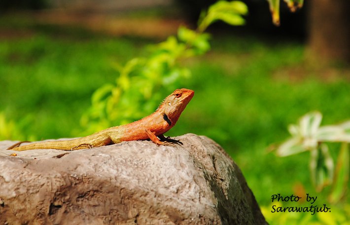 ภาพที่สุดท้ายครับ  แล้วนะครับ