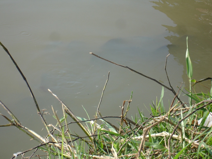 ลูกปลานิล ขนาดฝ่ามือ เพียบ :grin: