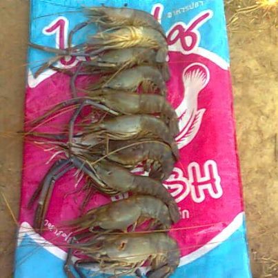 กุ้งแม่น้ำ ของอีกวัน