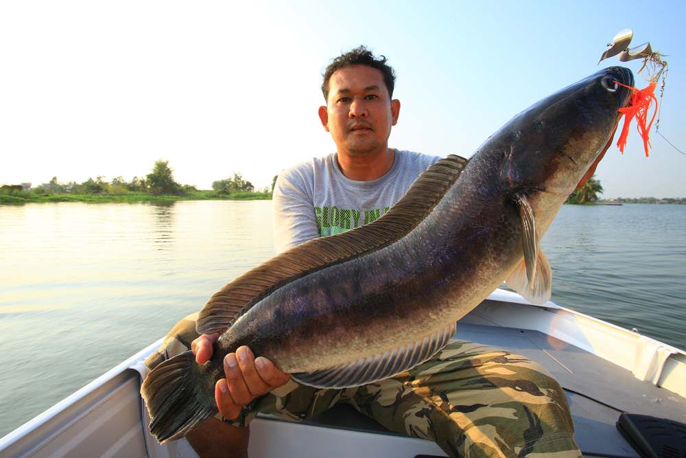 สำเร็จแล้วครับ โทรฟี่ใหญ่ประเดิมทริปแรกของเรือเราเย็นวันนี้ เตี้ยยกให้ชมนะครับ 