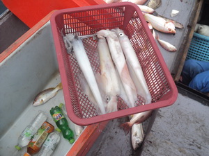 หมึกศอก 