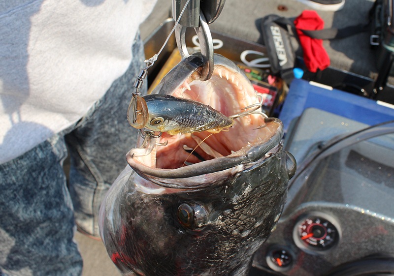  [b]" RAPALA  POP 9 "  KING OF POPPER[/b]    :cool: :cool: :cool:

 :cheer: :cheer: :cheer: :che