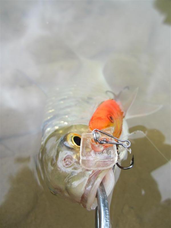   [center]:cheer:  RAPALA  SHAD  RAP  7  ปลาทอง  :cheer:[/center]