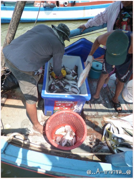  [b]บ่ายโมงตรง ผมบอกไต๋รัญ กลับครับ มาถึงท่าเรือ อากาศร้อนมาก  รีบขนปลาขึ้นรถครับ [/b] :love: :love: