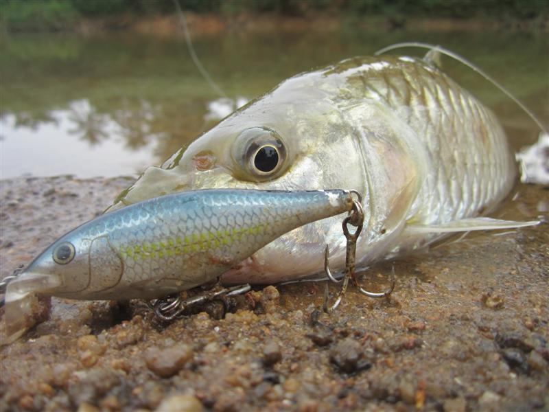  [center] :cheer:  ชัดๆกันไปเลยกับเหยื่อ  RAPALA SHAD RAP 7  :cheer:[/center]