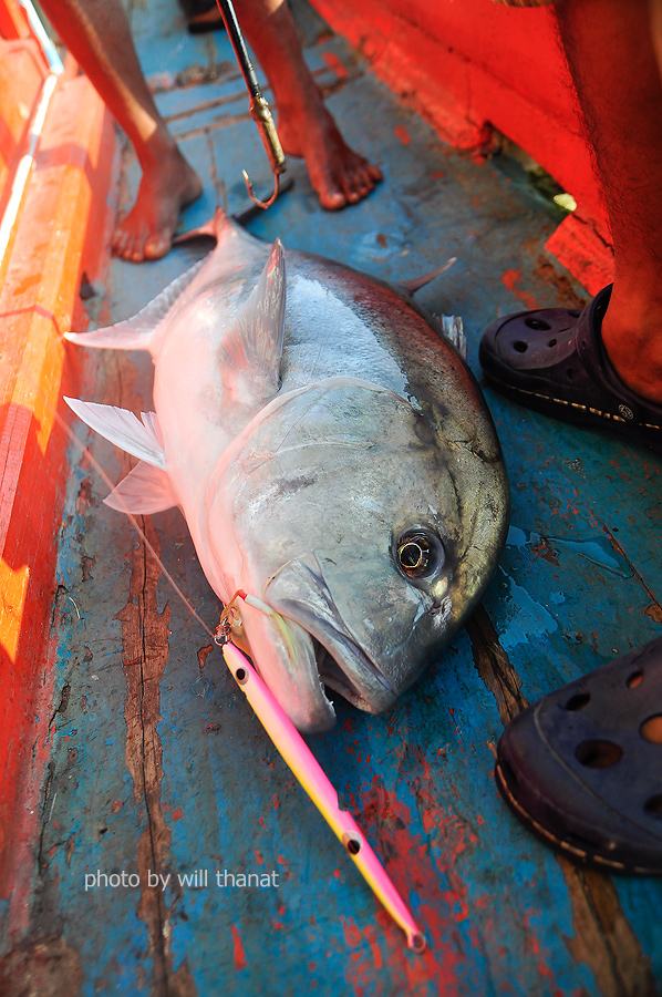ขึ้นมาเป็น มะพร้าว Giant Trevally หรือ ได้ยินแว่วๆบนเรีอว่า Coconut fish 555+