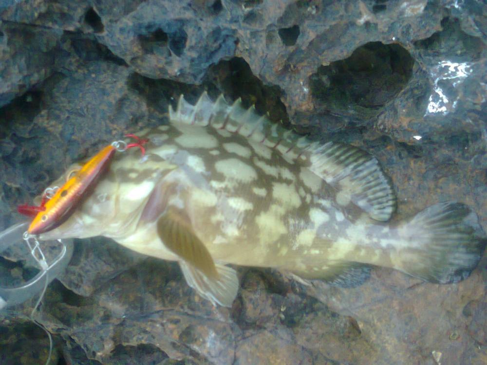 กัด rapala cd-5 ตัวเดิม ชักจะ hot แระ :music: