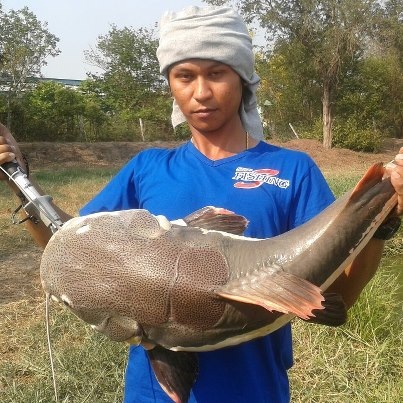 Amazonian redtailed catfish.!!!