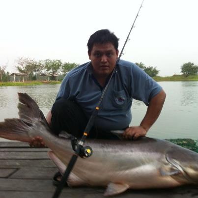 Mekong giant catfish !!!