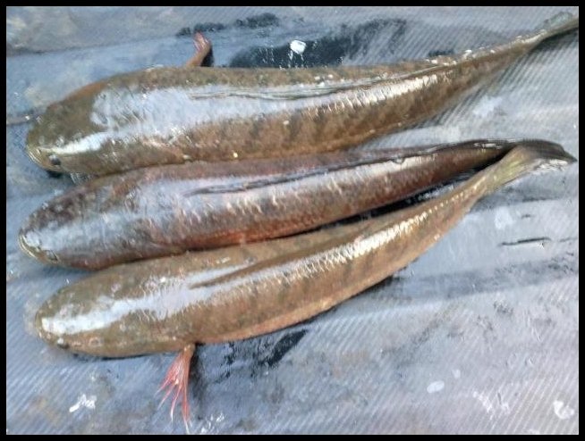พอใด้กับข้าวมื้อเย็นคับ