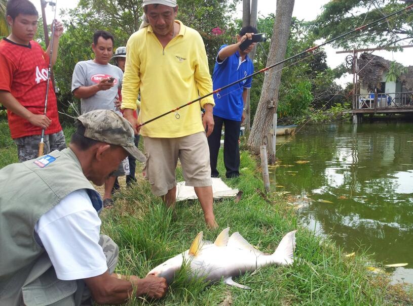 ชัดเจน จริงๆอ.กุ้ง ลุงปื๊ดต้องมาตรวจตาเบ็ดก่อนนำไปชั่ง :cheer: