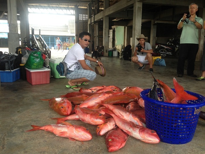 เริ่มเอาปลาขึ้นกันแล้วครับ