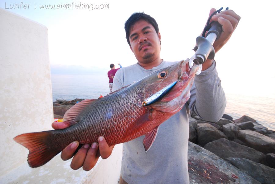 จัดไปหนึ่งรูป กับปลามีพิษ เหยื่ือผมขอไม่บอกนะครับว่าผมใช้ Duel hardcore lipless minnow 90f นะครับ อุ