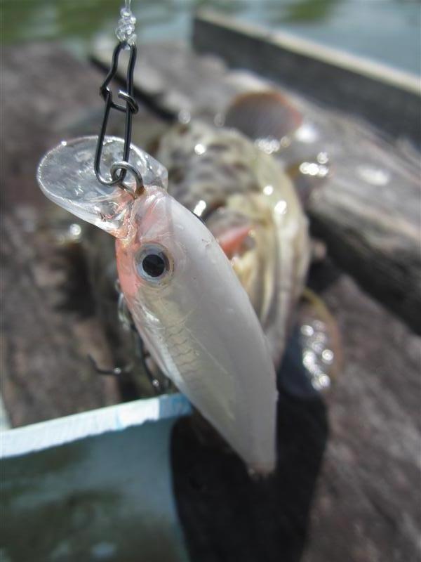  [center] :cheer: เหยื่อตัวเดิม RAPALA X-RAP 6 มันยังกัดดีอยู่ยังไม่อยากเปลี่ยน อยากงัดปลามากกว่า ไม