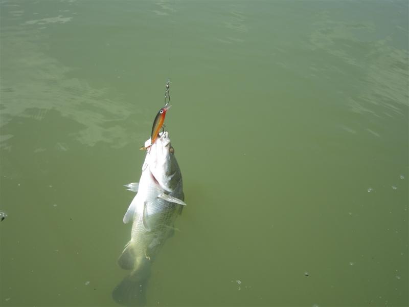  [center]RAPALA  X- RAP 8 [/center]