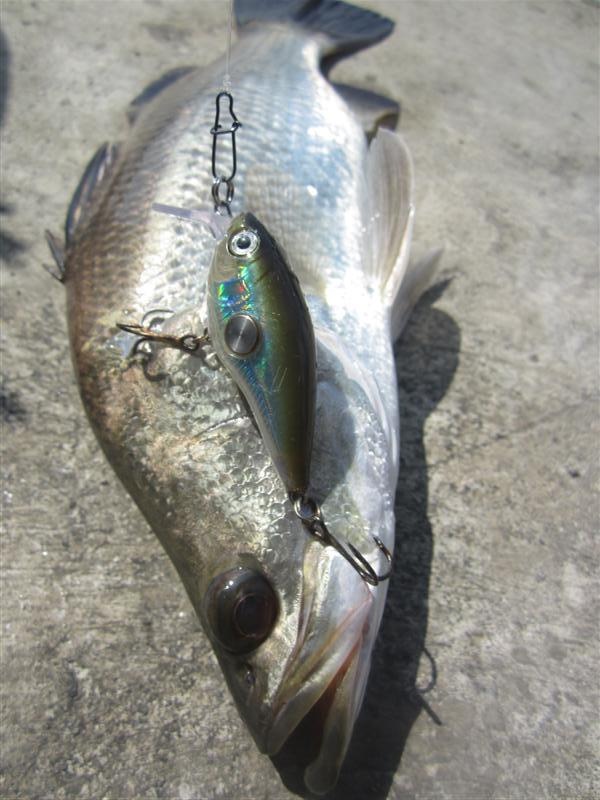 [center] :cheer: ยังเป็นปลากระพงที่หลงกลเจ้าเหยื่อ RAPALA CRANK 5  :cheer:[/center]