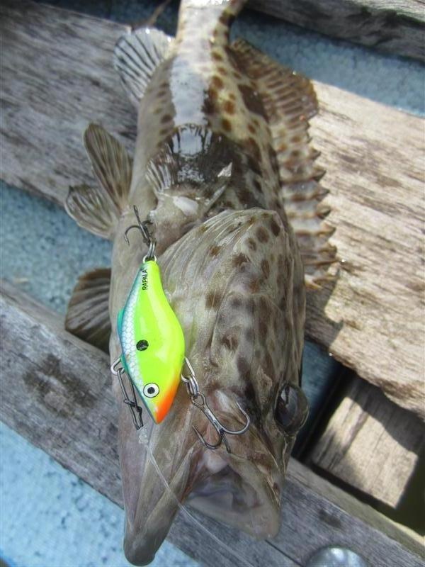 [center] :cheer: ยังคงเป็นเหยื่อ RAPALA Ratlin 4 ตัวเดิม  :cheer:[/center]