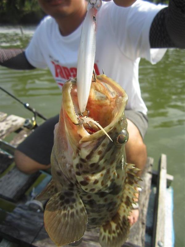  [center] :cheer: กัดเหยื่อ  RAPALA  X-RAP 8  ขาวมุก  :cheer:[/center]