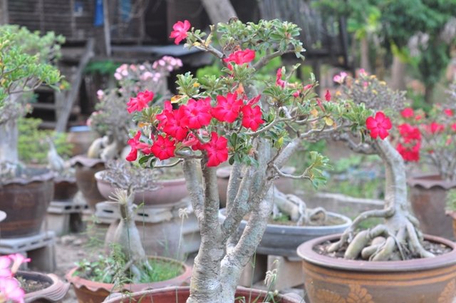 ชวนชมสวยๆ