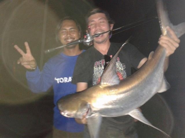 Chaopharaya giant catfish....