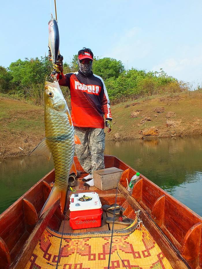  [b]** เป็นกระสูบน้อยผิดคิว..........กัด Rapala popper 7 cm.[/b]   :grin: :grin: :laughing: :laughin