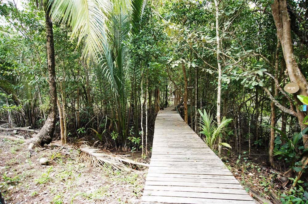 ช่วงทางเดินเป็นสะพานไม้ ติดป่าชายเลน ธรรมชาติสุด ๆ  :blush: