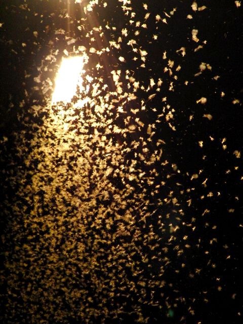 Fly tying : Termite swarmers (แมลงเม่า)