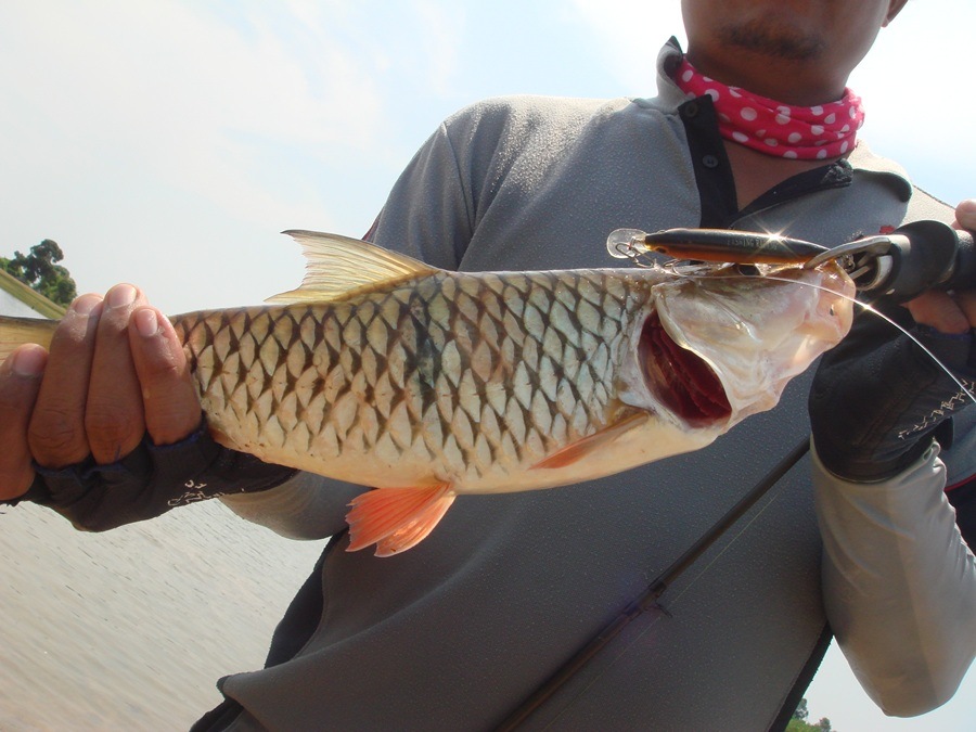 ตัวสวยเลย  :blush: