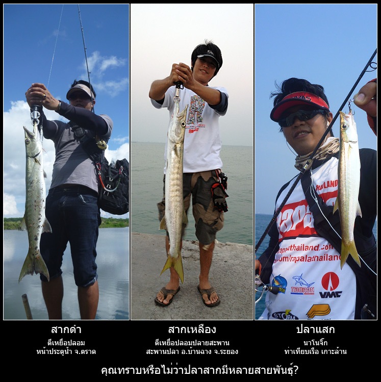  [center]แทรกสาระเล็กน้อย

ภาพเปรียบเทียบซัก 3 ชนิดครับ บางคนอาจจะงง ตัวยาวๆเหมือนกัน อะไรคือ สากด