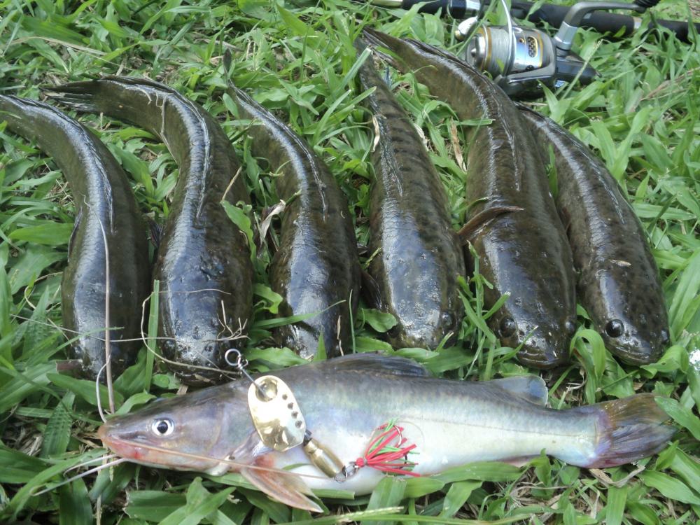 [q][i]อ้างถึง: fishingjoke posted: 20-04-2556, 22:00:47[/i]

 :cheer: :cheer: :cheer: :cheer: :che