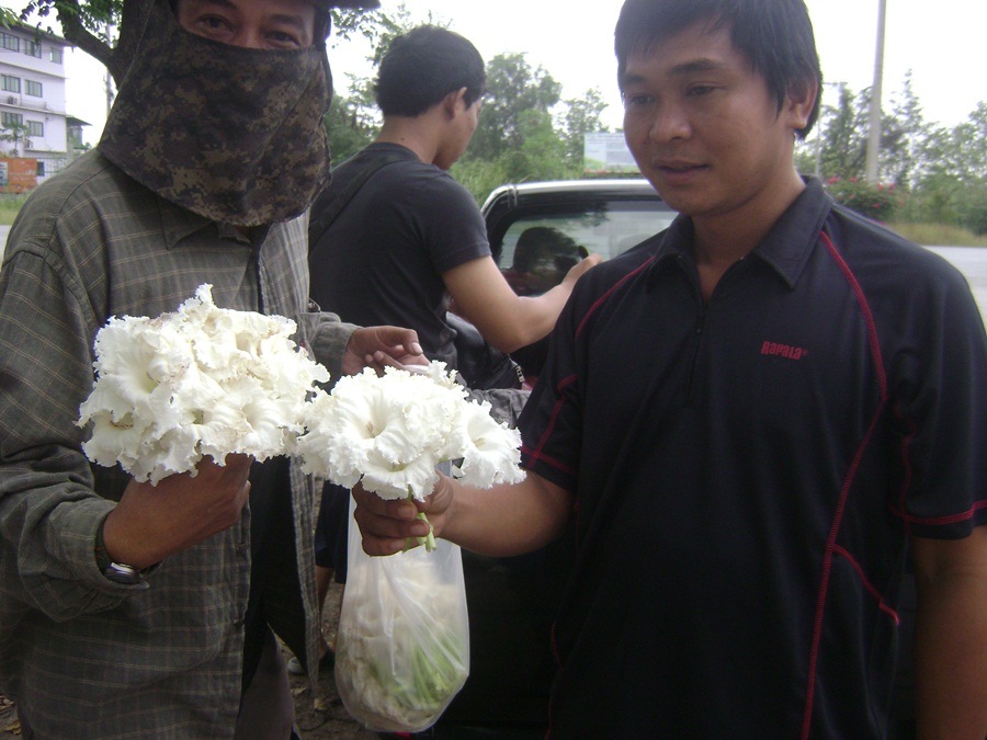 นี่..ไงละครับ...ดอกแคร์..นา..ครับ..หรือ.แคร์ป่า..แล้วแต่จะเรียก....เมื่อก่อนกินไม่เป็น...พ่อพากิน...