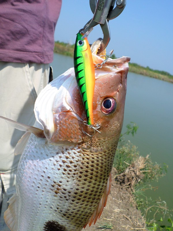 กัดเหยื่อ Rapala BX minow  ของเค้าแน่นอนจิงกะพงก็กัดดีมากๆแค่ลากค่อยๆก้กัดแล้ว
 :grin: :grin:
