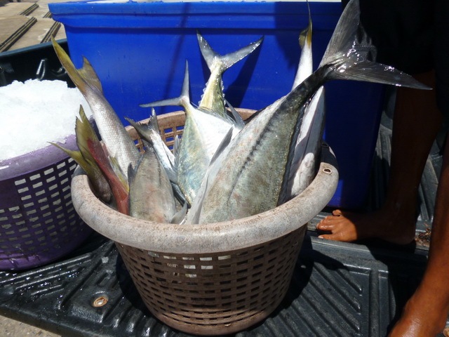 ประมวลภาพปลาที่ท่าเทียบเรือใส่เข่งให้เห็นกัน