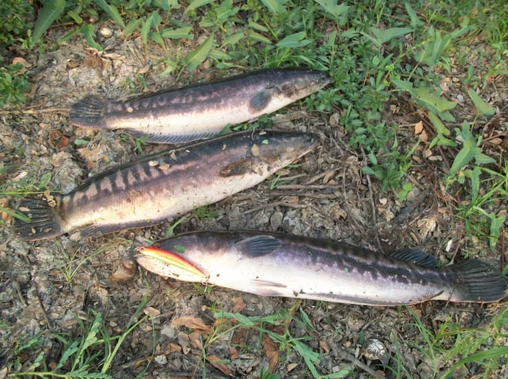 3 แล้ว :grin: