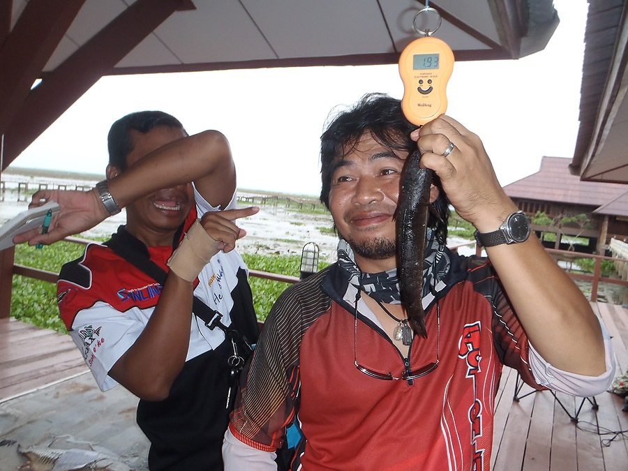 แล้วตัวนี้พี่เชษได้มายังไงเหรอครับ   สงสัยพี่แกจะไปเดินหนอนได้มาแน่ๆ   เพราัะถนัดเดินหนอน  ใช่มั้ยพี