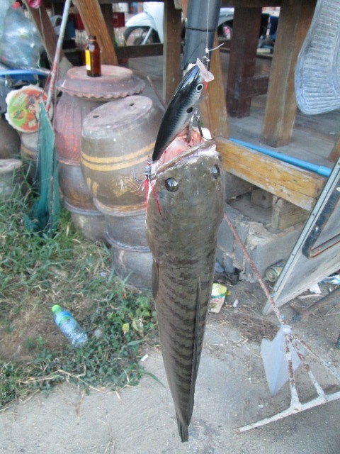 เล่นrapala pop9ซะเต็มปาก