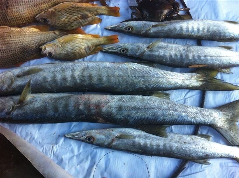 ปลาสาก จากอดีตเคยเป็นปลารับแขก ตอนนี้โดนปลดซะแล้ว โดนปลาอังเกยเสียบแทน :laughing: :laughing: