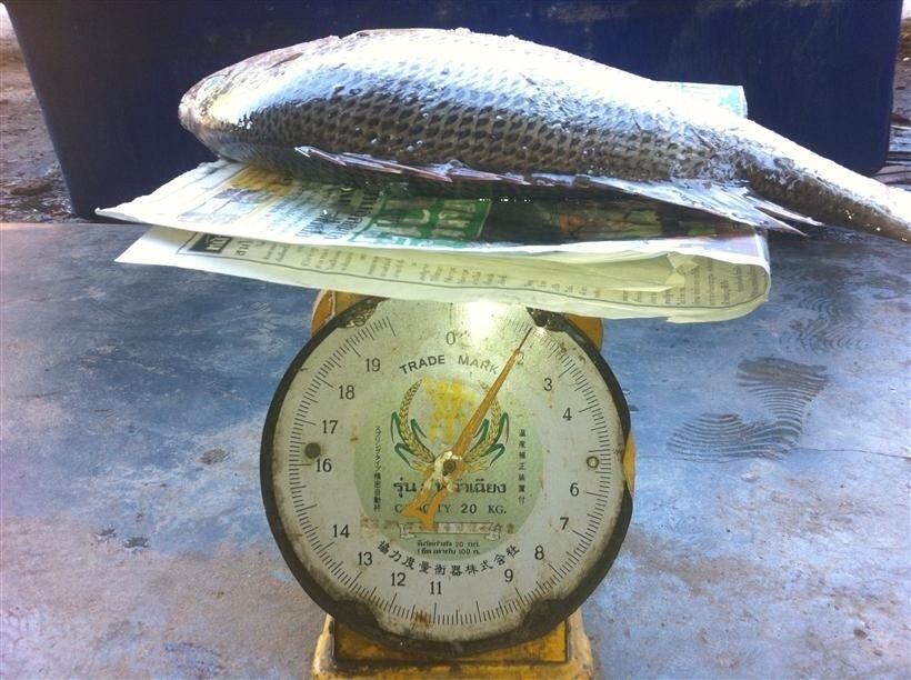 เลจันท์ยังมีปลาให้ตกอีกมาก ทะเลยังสมบูรณ์ ถ้าน้าๆมาเที่ยวเมืองจันท์ก็ลองมาตกดูครับ ไม่ต้องไปไกล แค่2