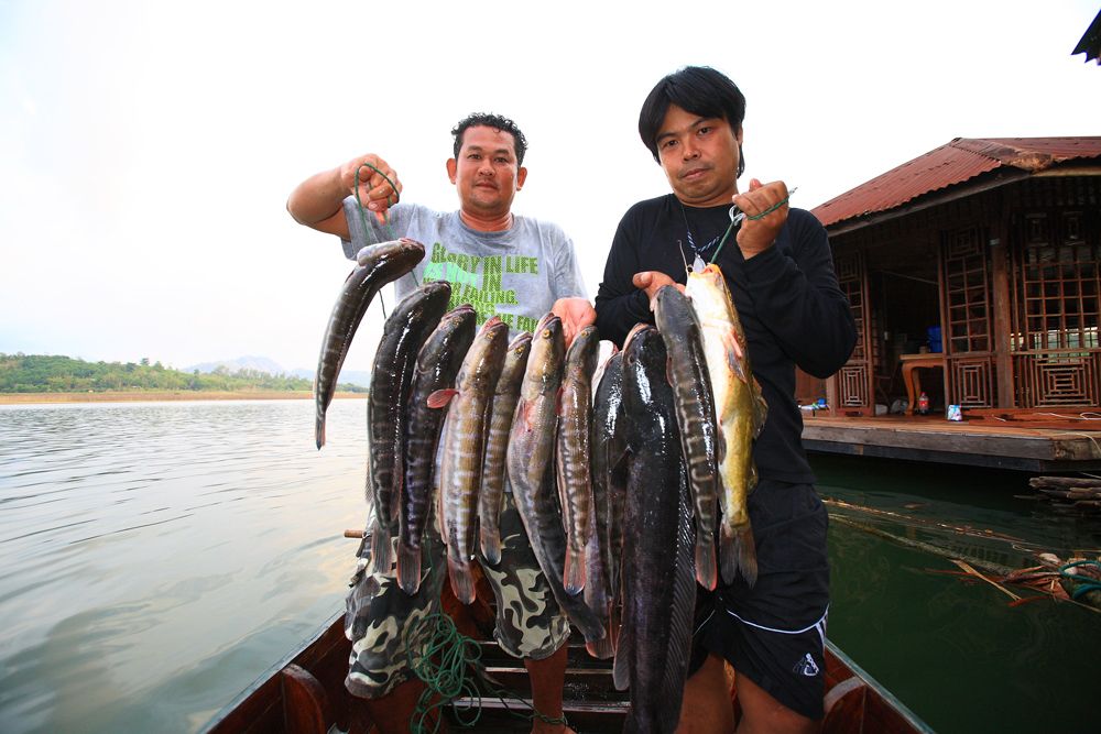 คัดบางส่วนมาถ่ายภาพ ตัวใหญ่สุดเป็นของวันชัย น้ำหนักประมาณห้ากิโล 