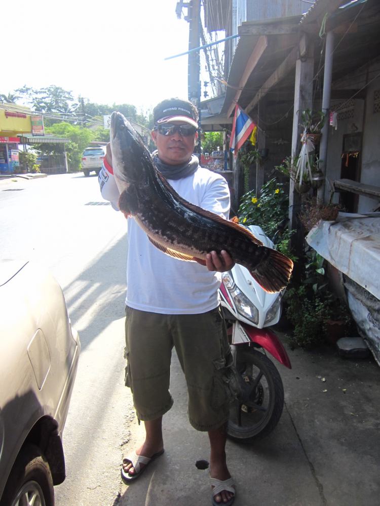 [q][i]อ้างถึง: long.phuket posted: 03-05-2556, 23:17:24[/i]

ว่างๆไปด้วยคนครับ........โกตุ้ม......