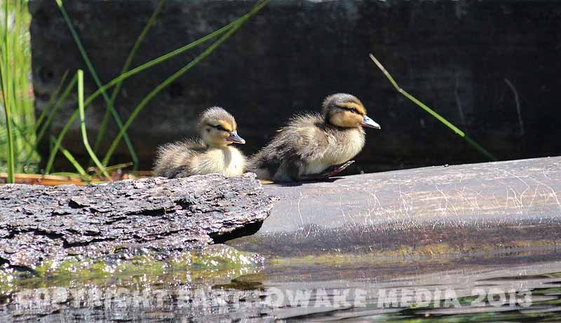 and her cute babies! :love: :love: