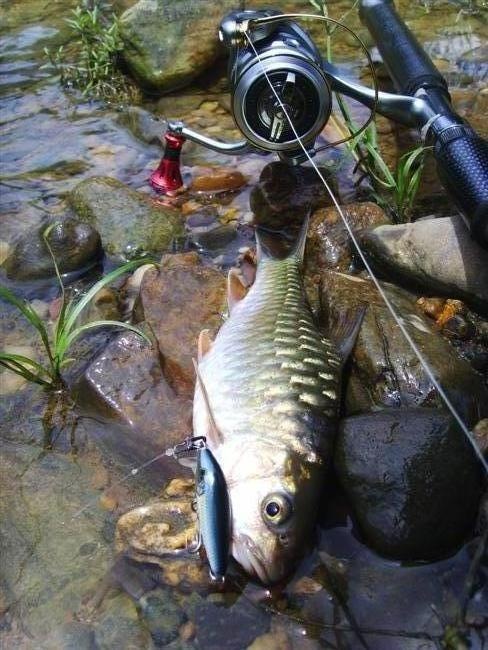 
 [center]:cheer:  ผลงานของเหยื่อ  RAPALA CD 3   :cheer:[/center]