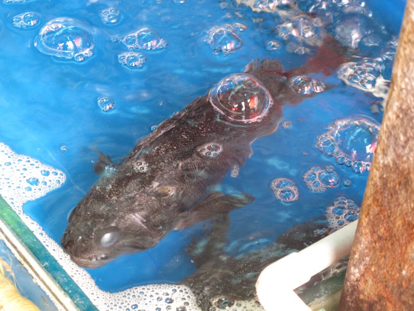 ถามชื่อปลา 1 ตัว - ปลาหน้าตาน่ากลัวตัวนี้ในตลาดอาหารทะเลสดเมืองเซี่ยงไฮ้ชื่ออะไร