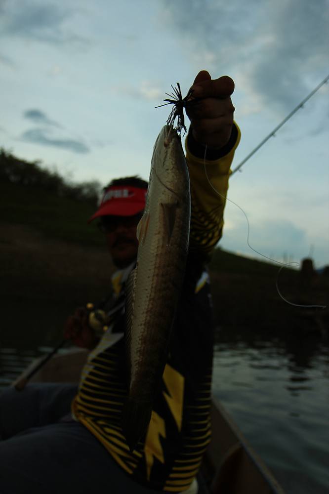 ตัวนี้ อ่ำตีย้ำไป ประมาณ 3 ไม้ โดนเลยครับ(ช่อนตัวแรกของ ของอ่ำ) :grin: :grin: :grin: