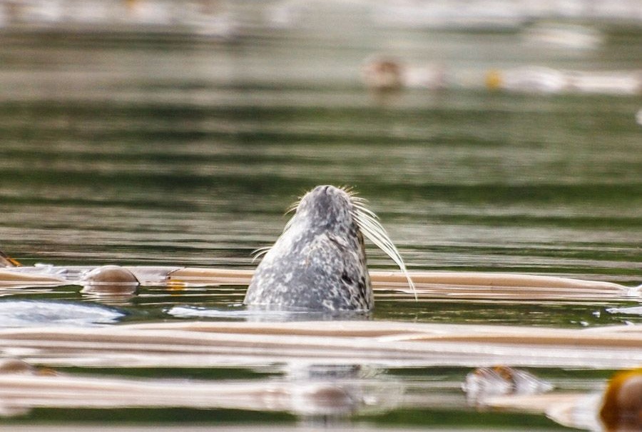 Harbor Seal แมวน้ำท่าเรือ ชอบอาศัยอยู่ใกล้ Kelp bed แนวสาหร่าย