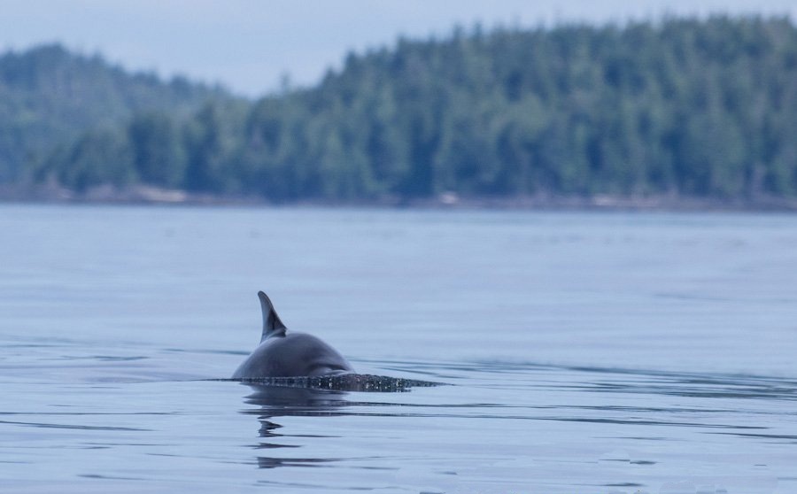 Dall Porpoise โลมาขนาดเล็ก ไม่มีปากยื่นยาวออกมา