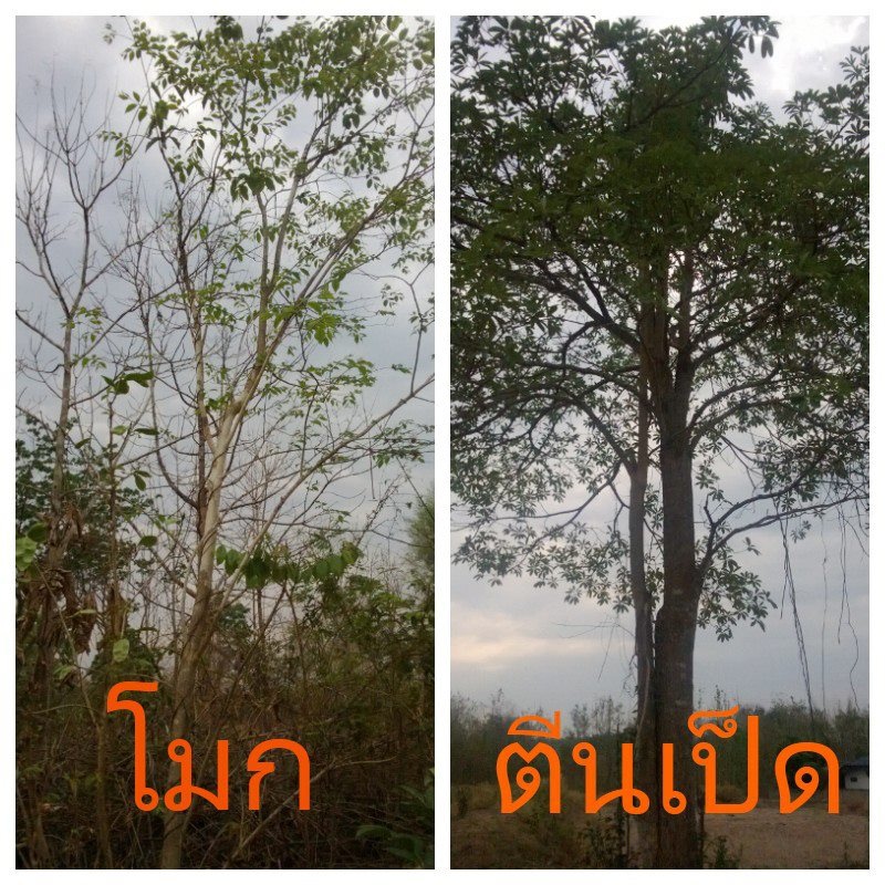 หวงห้ามทั้งนั้น