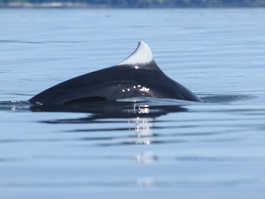 Dall Porpoise โลมาพันธุ์นี้รวดเร็วมาก หลุดโฟกัสไปหน่อย ถ่ายอยากมาก เดาใจไม่ถูกว่าจะโผล่ขึ้นเหนือน้ำเ