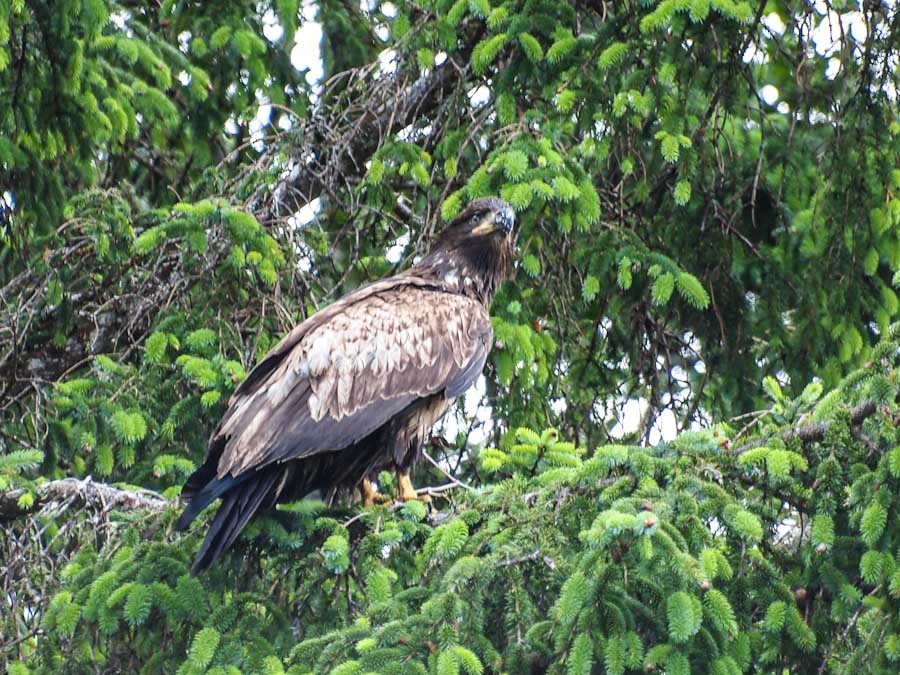 ิBald Eagle นกอินทรี วัยเยาว์ เมื่อโตเต็มที่จะมีหัวสีขาว 